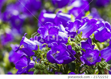 風鈴花與蜜蜂 21722232