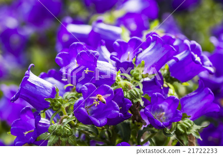 風鈴花與蜜蜂 21722233