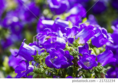 Campanula with bee 21722234