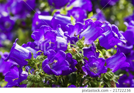 風鈴花與蜜蜂 21722236