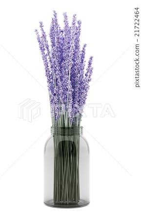 purple lupine flowers in glass jar isolated 21722464