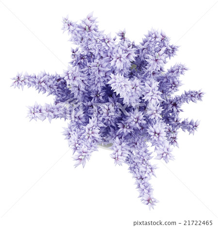 top view of purple lupine flowers in glass jar  21722465