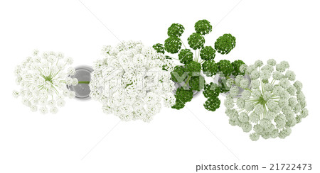 top view of wild carrot flowers in jars isolated 21722473