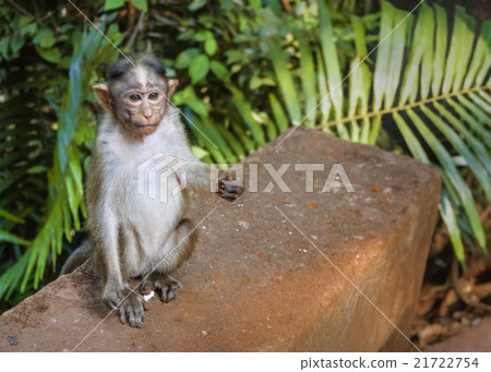 Gray young monkey sits on a stone 21722754