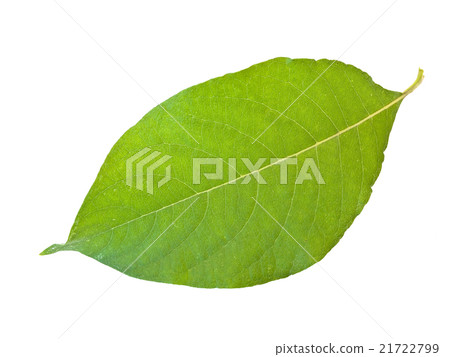 Green Leaf Green Leaf 21722799