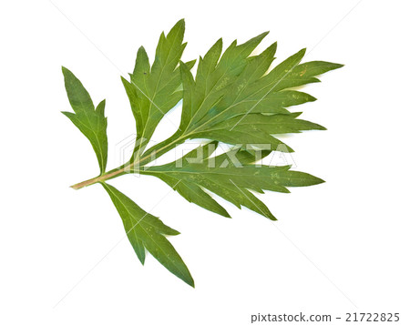 Green Leaves Green Leaves 21722825