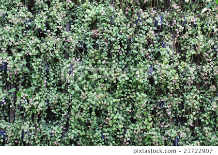Ornamental plants hang on wall Ornamental plants hang on wall 21722907