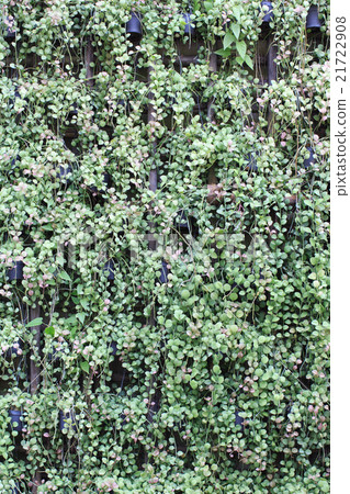 Ornamental plants hang on wall Ornamental plants hang on wall 21722908
