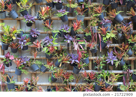 Ornamental plants hang on wall Ornamental plants hang on wall 21722909