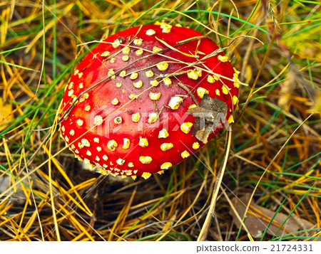 Fly Agaric 21724331