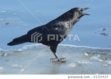 Amercian Crow (Corvus brachyrhynchos) 21724537