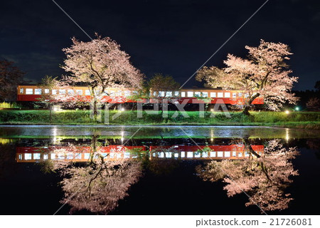 Cherry blossoms and train light up 21726081