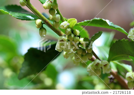 Hisakaki's flower 21726118
