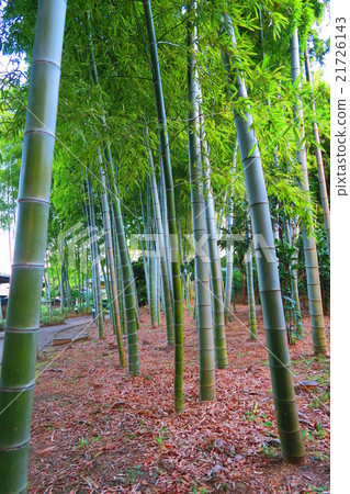 Landscape of bamboo groves of Moso bamboo Landscape of bamboo groves of Moso bamboo 21726143