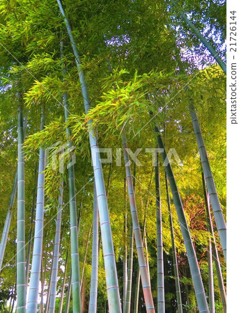 Moso竹子竹樹叢風景 Moso竹子竹樹叢風景 21726144
