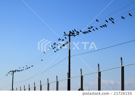 Horde of crows that stop on electric wires 21726150
