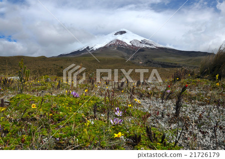 Cotopaxi volcano over the flowering plateau 21726179