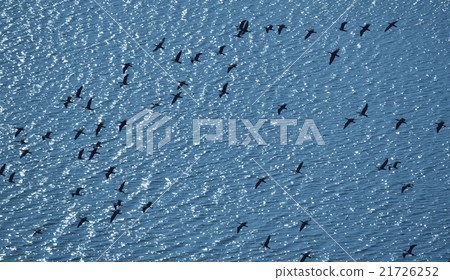 Large flock of cormorant 21726252