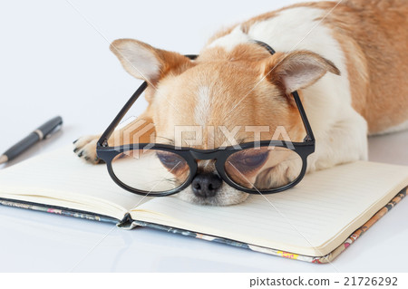 Chihuahua Officer dog Chihuahua Officer dog 21726292