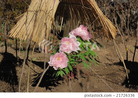 Flower, Peony @ Ueno Toshogu Shrine, Tokyo 21726336