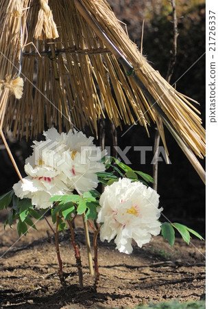 Flower, Peony @ Ueno Toshogu Shrine, Tokyo 21726337