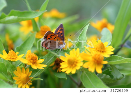 在Melanpojoom的Benifid蝴蝶 21726399