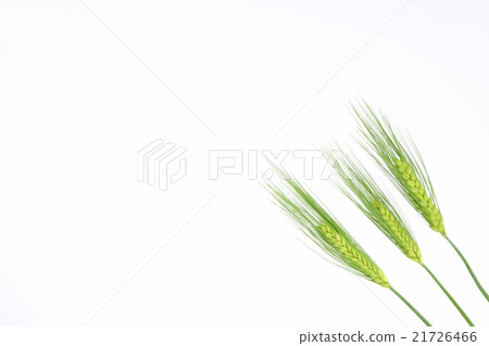 Barley green 3 diagonally right lower middle 21726466