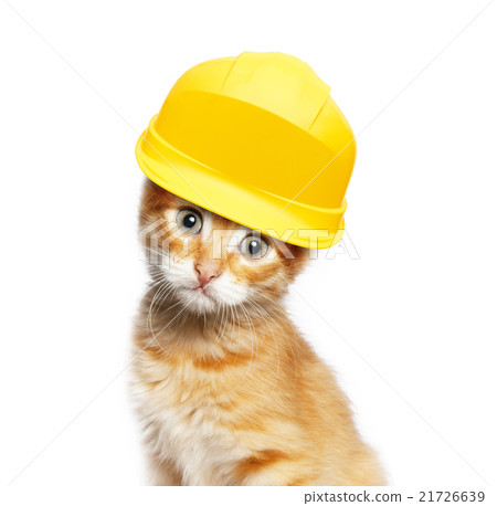 Red cat with helmet 21726639