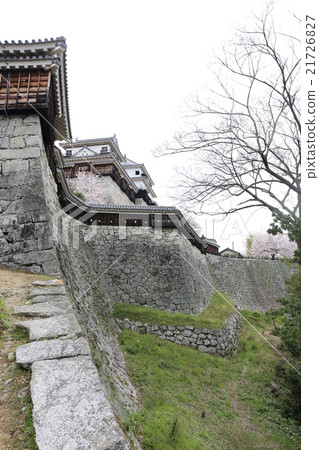 Matsuyama castle and cherry blossoms Matsuyama castle and cherry blossoms 21726827