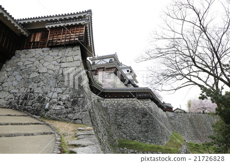 Matsuyama castle and cherry blossoms Matsuyama castle and cherry blossoms 21726828