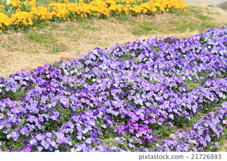 中提琴花 21726893