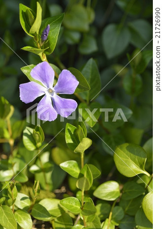 長春花 21726990