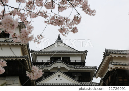 松山城和櫻花 21726991
