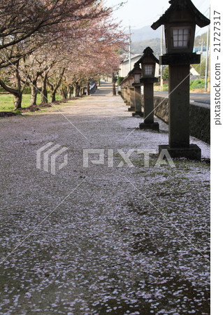 櫻花地毯 櫻花地毯 21727317
