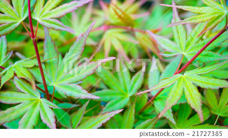 楓(花園) 楓(花園) 21727385