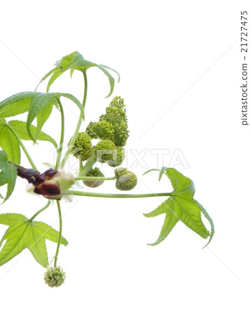 Fresh flowers of Momigiba buffalo (male flower, female flower) 2/3 21727475