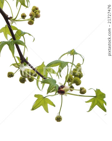 Fresh flowers of Momigapha buffalo (male flower, female flower) 3/3 21727476