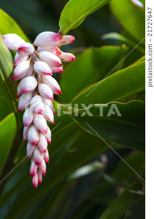 Ghetto Ghetto 21727647