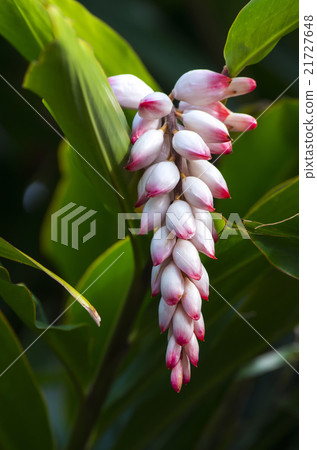 Ghetto Ghetto 21727648