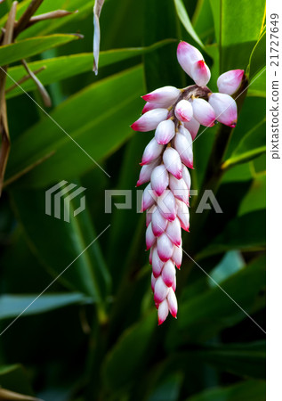 Ghetto Ghetto 21727649