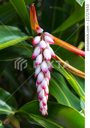 Ghetto Ghetto 21727650