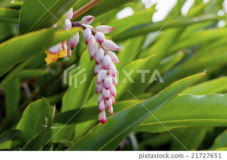 Ghetto Ghetto 21727651