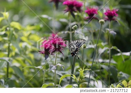 Swallowtail butterfly Swallowtail butterfly 21727712