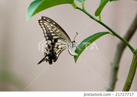 Swallowtail butterfly Swallowtail butterfly 21727717