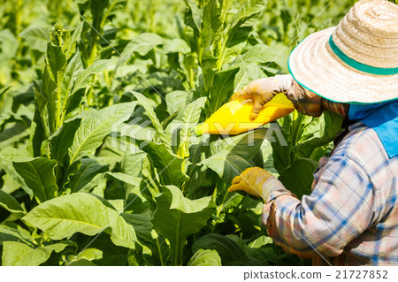 Put Insecticide and fertilizer in tobacco plant Put Insecticide and fertilizer in tobacco plant 21727852