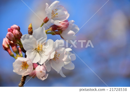 櫻桃樹 櫻桃樹 21728538