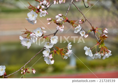 櫻桃樹 櫻桃樹 21728539