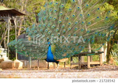 孔雀 21728542