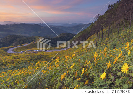 Sunset Tung Bua Tong Mexican sunflower in Maehongs Sunset Tung Bua Tong Mexican sunflower in Maehongs 21729078