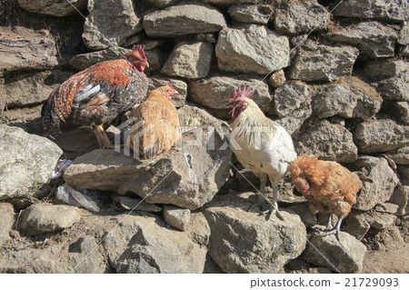 Everest Road Namche Bazaar Nepal Everest Road Namche Bazaar Nepal 21729093